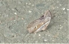 Eryphanis