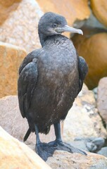 Phalacrocorax capensis