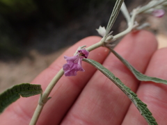 Stachys rugosa