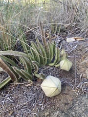 Stapelia gigantea
