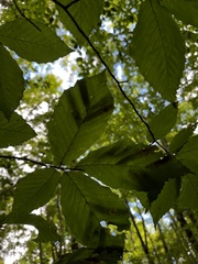 Litylenchus crenatae