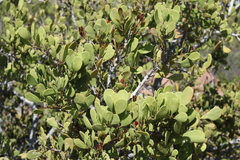Maytenus phyllanthoides