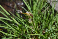 Eriophorum angustifolium