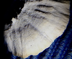 Trametes villosa
