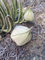 Stapelia gigantea