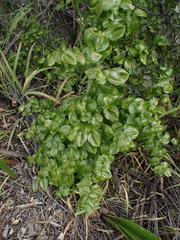 Asparagus asparagoides