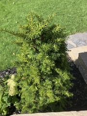 Taxus