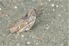 Eryphanis