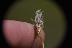 Eriophorum angustifolium