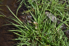 Eriophorum angustifolium