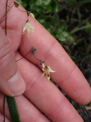 Melasphaerula graminea