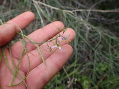 Heliophila cornuta cornuta