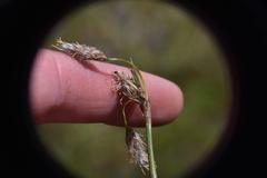 Eriophorum angustifolium