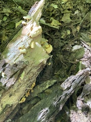 Pleurotus levis