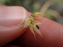 Melasphaerula graminea