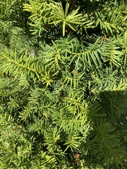 Taxus