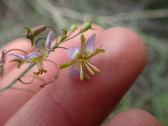 Heliophila cornuta cornuta