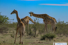 Giraffa camelopardalis angolensis