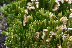 Diphasiastrum sitchense