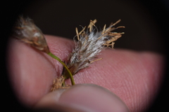 Eriophorum angustifolium