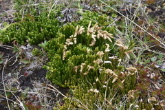 Diphasiastrum sitchense