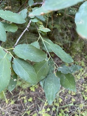 Ceanothus integerrimus