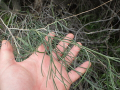 Heliophila cornuta cornuta