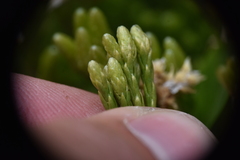 Diphasiastrum sitchense