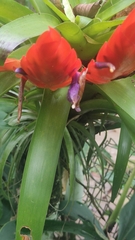 Tillandsia multicaulis