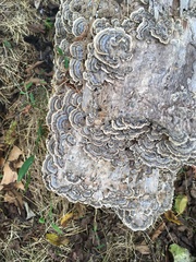 Trametes villosa