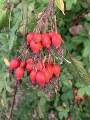 Rosa pisocarpa