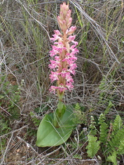 Satyrium erectum