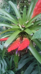 Tillandsia multicaulis