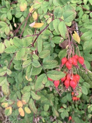 Rosa pisocarpa