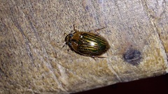 Tropisternus collaris