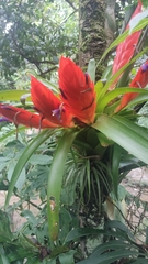 Tillandsia multicaulis