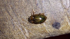 Tropisternus collaris