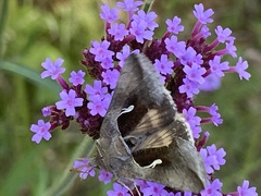 Anagrapha falcifera
