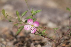 Oenothera rosea