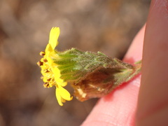 Deinandra paniculata