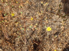 Deinandra paniculata