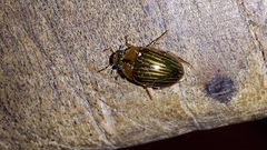 Tropisternus collaris