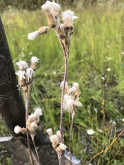 Antennaria pulcherrima