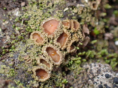 Psoroma hypnorum