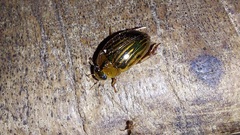 Tropisternus collaris