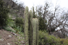 Trichocereus chiloensis