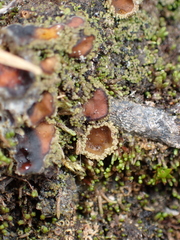 Psoroma hypnorum