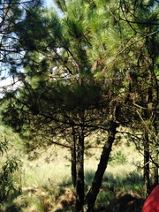 Pinus hartwegii