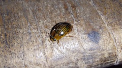 Tropisternus collaris