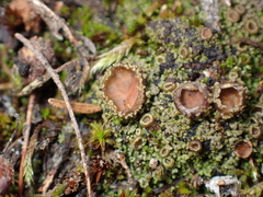 Psoroma hypnorum
